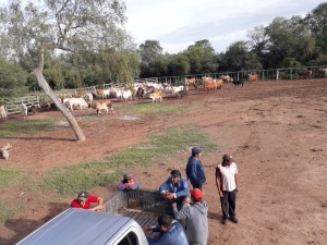 Primer periodo de vacunación 2021 contra la fiebre aftosa y brucelosis en las estancias comunitarias