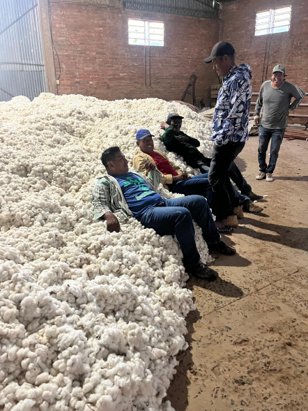 Baumwollernte in der Siedlung Enlhet Yalve Sanga