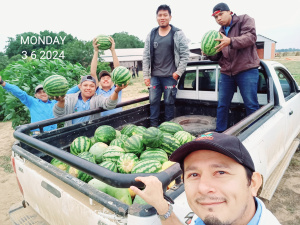 Cosecha de sandías en La Huerta