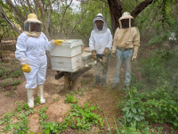 Pobladores de Monte Palmera cosechan miel