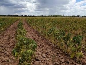 Analizan situación de sequía en las comunidades indígenas