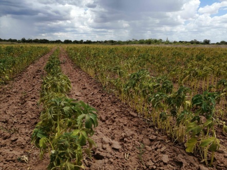 Analizan situación de sequía en las comunidades indígenas