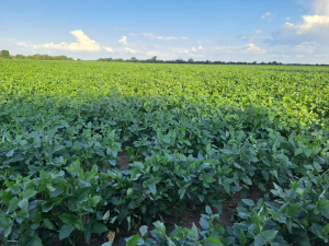 Chacra comunitaria en la comunidad Campo Alegre