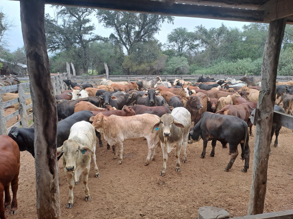 Ganado de la Comunidad Campo Alegre