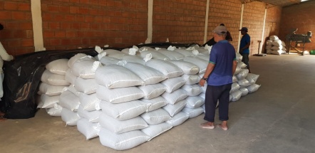 Cosecha de poroto en Campo Largo