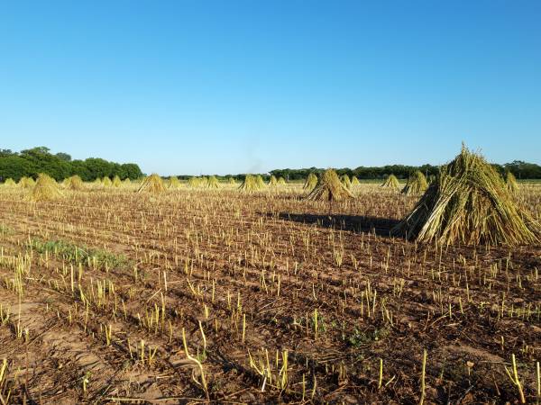 Continúan las actividades agropecuarias en el Centro de Capacitación Agrícola “La Huerta”