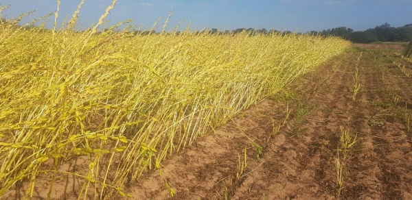 Asesores realizan intercambio sobre la agricultura en las comunidades