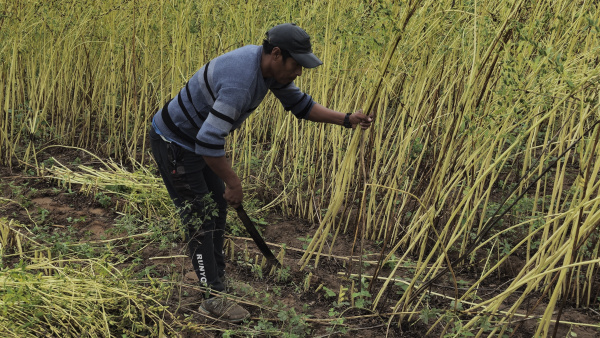 Cosecha de Sésamo en la comunidad indígena